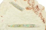 Pair of Opal Replaced Belemnite (Peratobelus) Fossils - Australia #298591-1